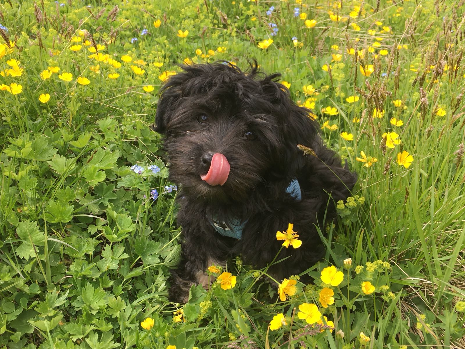 comprar cachorros sanos, baratos y asequibles para la venta